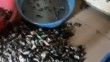 İzmir’de sağlıksız koşullarda üretilen 250 kilogram midyeye el konuldu