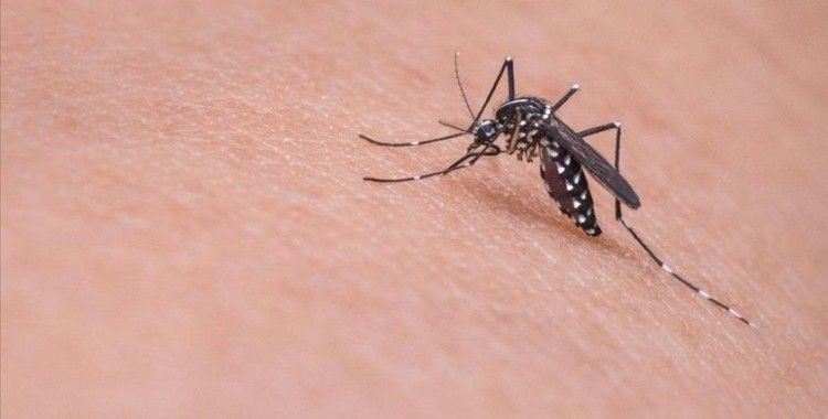 İstanbul'da sivrisineklerin görülme sıklığında artış yaşanıyor