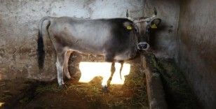 AHBAP 25 gündür firarda olan ineği satın aldı, İzmir'deki barınağa gönderdi