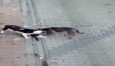 Evde beslenen pitbull köpekleri kedileri öldürdü