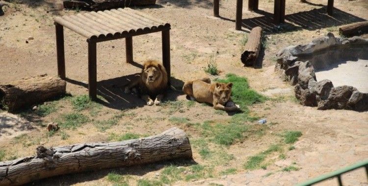 Cumhurbaşkanının aslanları Dünya Aslan Günü’nde buzlu kokteylle serinliyor