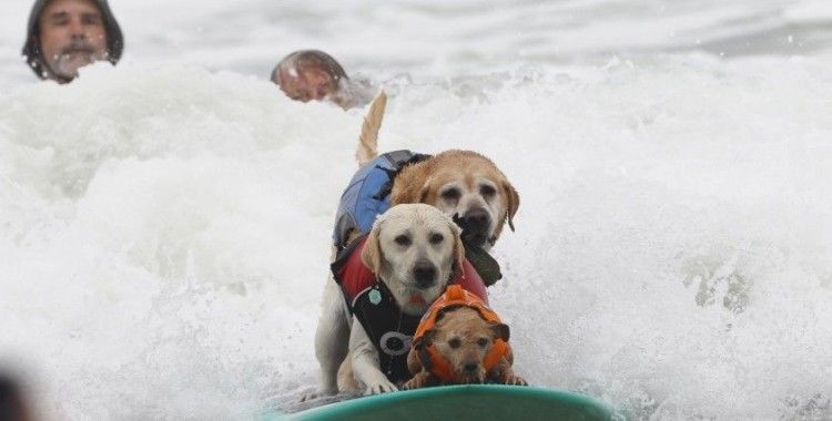 Dünya Köpek Sörfü Şampiyonası’nda renkli görüntüler yaşandı