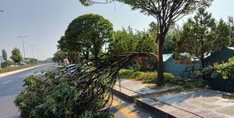 Başkent’te etkili olan fırtına bir ağacı yerinden söktü
