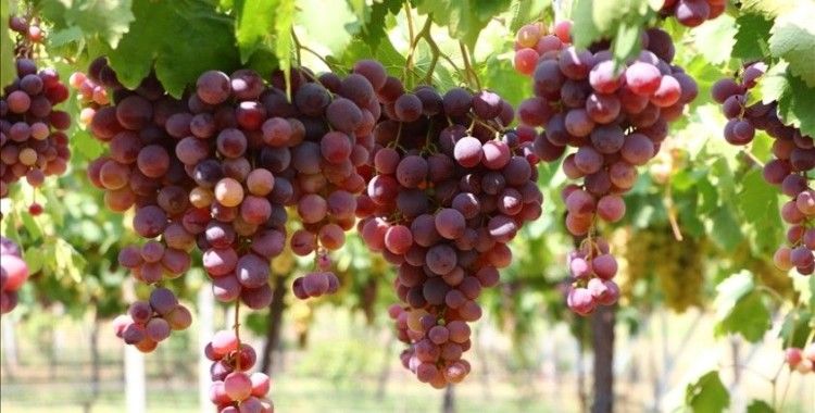 Tekirdağ'ın üzüm bağları, 1 yıl süresince üretimden hasada kadar fotoğraflanacak