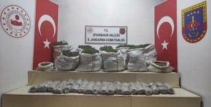 Terör örgütü PKK’nın finans kaynaklarına darbe: 1 milyon 493 bin kök kenevir ele geçirildi