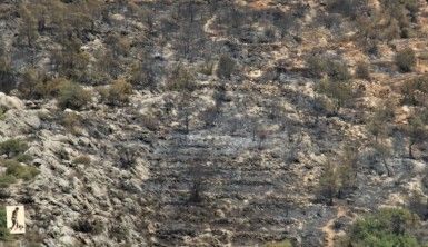 Orman yangını sonrası küle dönen bölge havadan görüntülendi