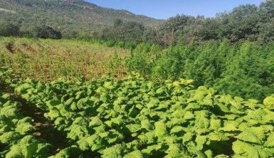 1 milyon 493 bin kök kenevir ele geçirildi