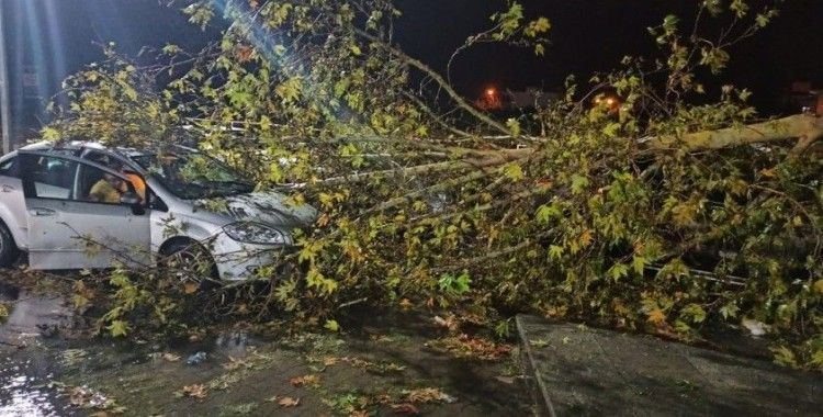 Fırtınanın devirdiği ağaç 4 araca hasar verdi