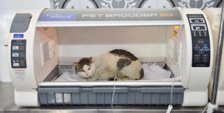 Yıldırım’da 27 bin sokak hayvanı tedavi edildi