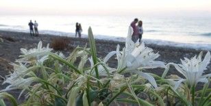 Koparmanın cezası 109 bin 593 TL... Yoğun çiçek dönemine giren ’kum zambakları’ görsel şölen sunuyor