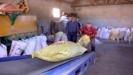 Buğday üretiminde rekor kırılan Sivas'ta yeni sezona hazırlık başladı