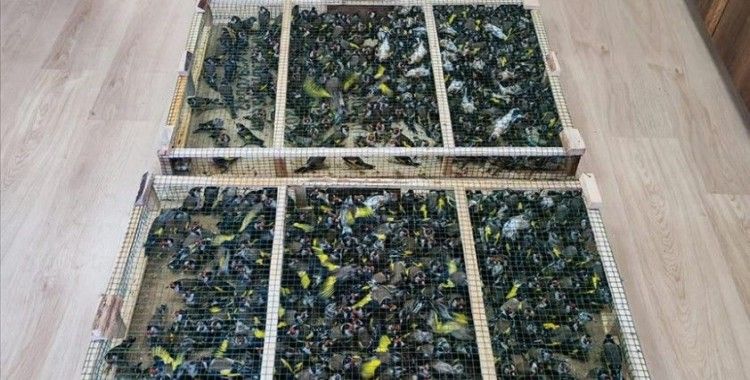 Çobanbey Gümrük Kapısı'nda 900 saka kuşu ele geçirildi