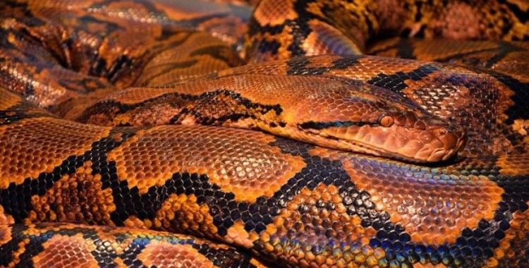 Endonezya'da kaybolan kadının, piton yılanı tarafından yendiği ortaya çıktı