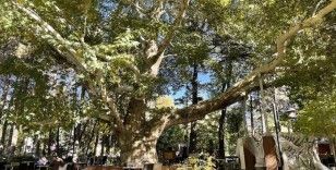 Kayseri'de Anıt Ağaç olarak tescillenen çınar 420 yıldır ayakta