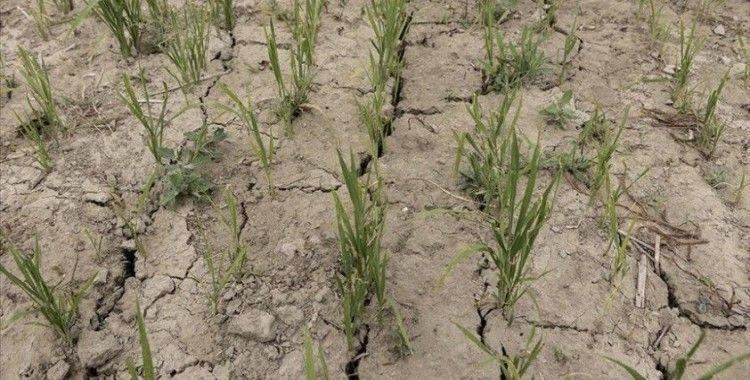 İtalya'da bu yıl şiddetli geçen kuraklığın etkileri tarım sektöründe sürüyor