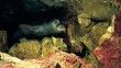 Akdeniz foku yavrularına 'mağara turu' tehdidi