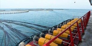 Doğal liman kenti Sinop'tan somon üretimine 17 bin 333 tonluk katkı