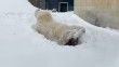 ABD'de kutup ayısının kar keyfi