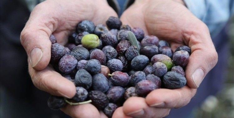 Artvin'de lezzet ödüllü 'Butko zeytini'nin hasadı yapılıyor