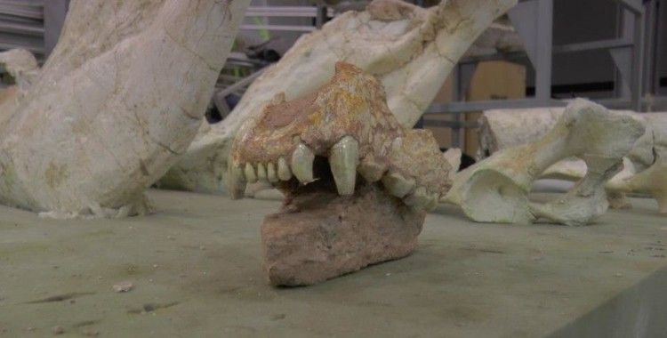 Kayseri'de 7,5 milyon yıllık aslan kafatası bulundu