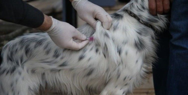 Kimliklendirilen ev hayvanı sayısı 1,4 milyonu aştı