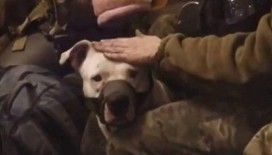 Rusya ile Ukrayna arasındaki son esir değişiminde pitbull da yer aldı