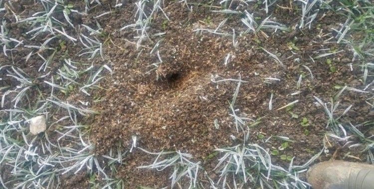 Tarım ve Orman İl Müdürü Sağlam: 'Fare ölüleri yakılmalı ya da gömülmeli'