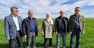 Türk şirketi Cezayir’de çölde tarım yapmaya başladı