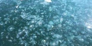 İstanbul Boğazı'nda denizanası istilası devam ediyor