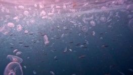 İstanbul Boğazı'nda denizanası istilası su altından görüntülendi
