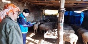 Şaphane'de anaç koyun keçi desteklemesi tespit çalışmaları