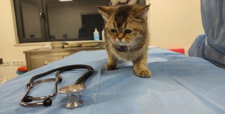 Acil yıkım kararı verilen Galeria sitesindeki 3 kedi kurtarıldı