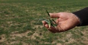 Kuraklığın rekolteye etkisinin sınırlı olması bekleniyor