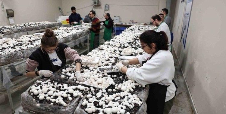 Engelli depremzedeyle arkadaşlarının yetiştirdikleri mantar afet bölgesine gönderilecek