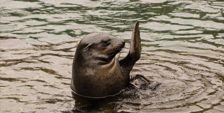 Peru'da kuş gribi salgınında binlerce deniz aslanı öldü