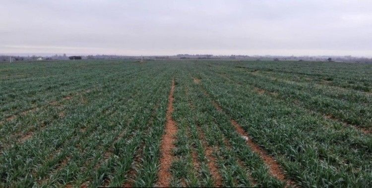 Çiftçide kuraklık endişesi: 90 yılın en sıcak Şubat'ı yaşandı, buğday filizleri çimen boyunda kaldı