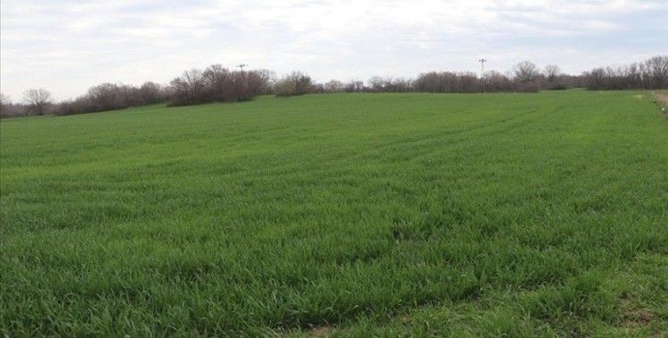 Edirne'deki kuraklık buğdayda "verim düşüklüğü" riski oluşturuyor