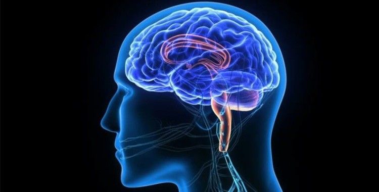 Araştırma: İnsanlığın IQ'su düşmeye başladı