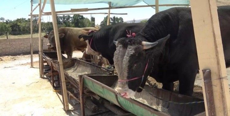 Uzmanından şap uyarısı: 'Çok hızlı bir şekilde bulaşıyor, aşılamayla önüne geçilebilir'