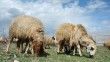 OHAL kapsamında deprem bölgesinde tarım sektörüne yönelik yeni tedbirler alındı