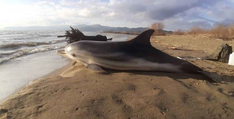 Fransa'da hafta sonu 23 yunus karaya vurdu