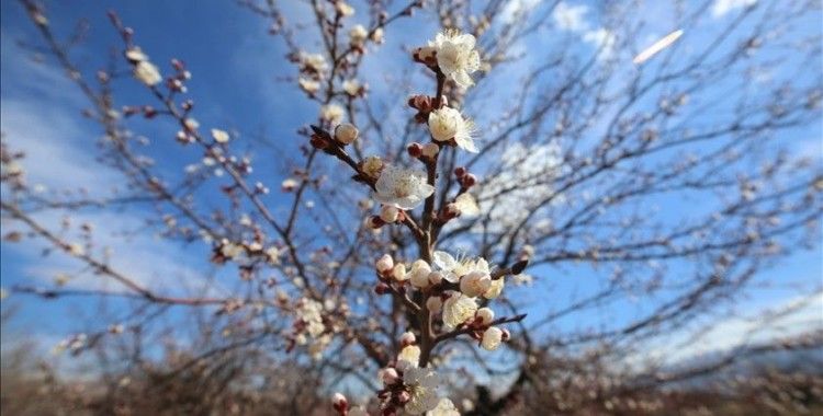 Malatya'da kayısı ağaçları sıcak havanın etkisiyle erken çiçek açtı