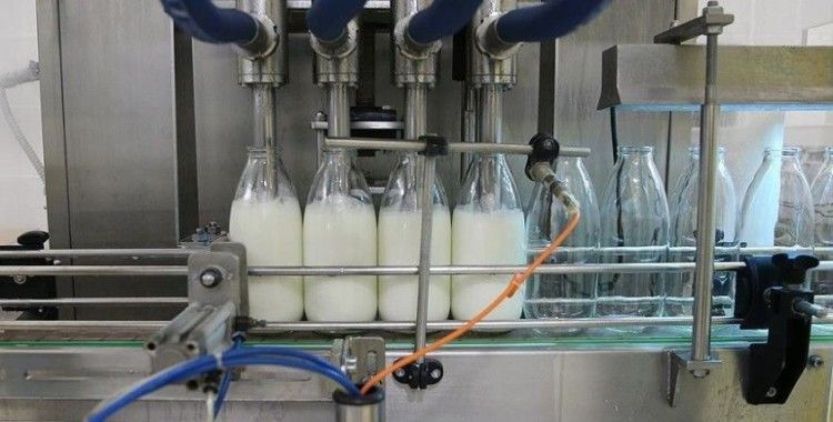 Toplanan inek sütü miktarı ocakta yıllık bazda yüzde 4,4 artarak 873 bin 974 ton oldu