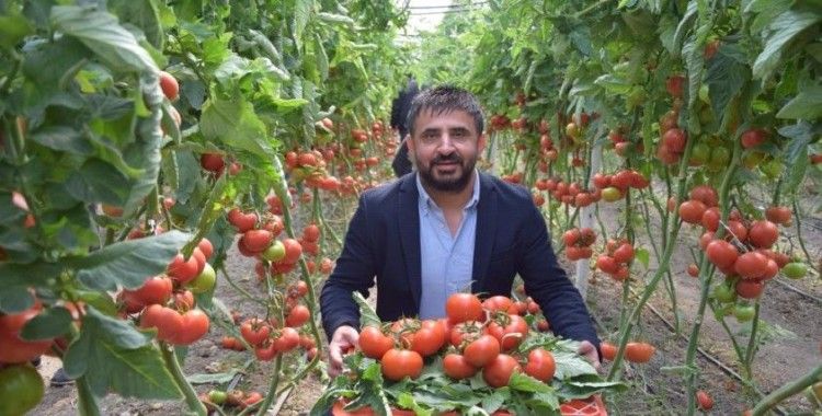 Yerli ve milli tohumdan üretilen domatesler çiftçiye tanıtıldı