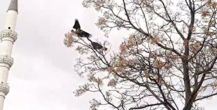 Kediyle karganın güldüren kavgası kamerada
