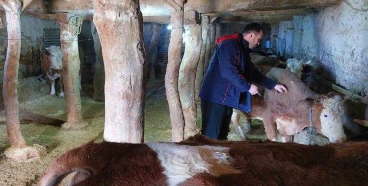 Elazığ’da şap hastalığına karşı 59 bin 800 hayvan aşılandı

