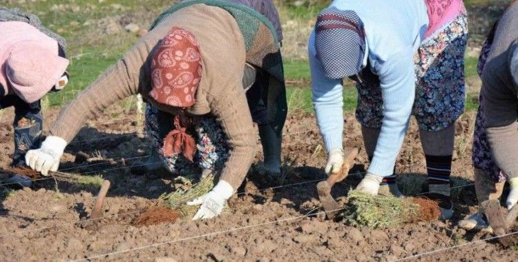 Sındırgı’da kök boya bitkileri toprakla buluşuyor
