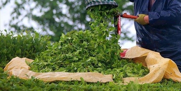 Rize 2 ayda çay ihracatından 1,3 milyon dolar kazandı