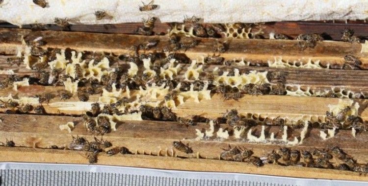 Hırsızlar 700 adet bal peteğini çaldı, arıları telef etti
