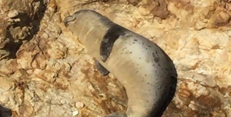 Ayvalık'ta fok balığı güneşlenirken görüntülendi